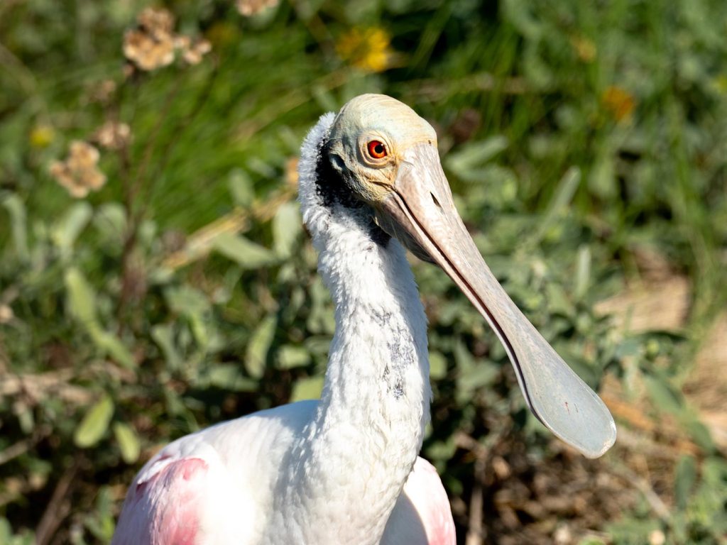 Roseate Spoonbill