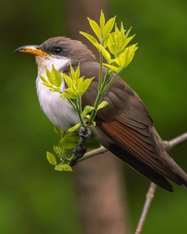 Yellow-billed Cuckoo