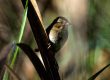 Swamp Sparrow