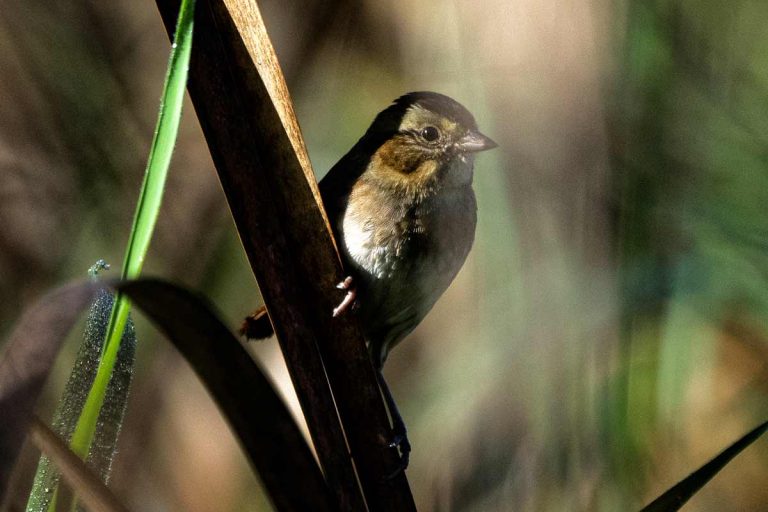 Swamp Sparrow