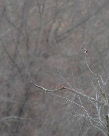 American Kestrel in Wirt County, WV