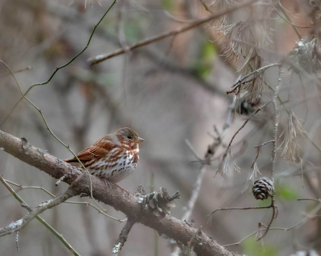 Fox Sparrow at Little Kanawha River WMA, Calhoun County, WV