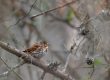 Fox Sparrow at Little Kanawha River WMA, Calhoun County, WV