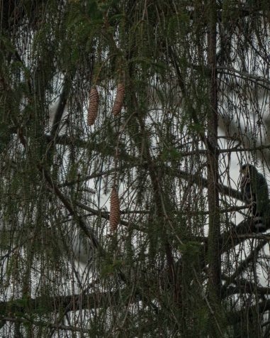 Sharp-shinned Hawk hiding at Palestine Fish Hatchery, Wirt County, WV