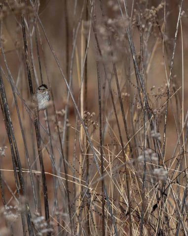 Swamp Sparrow at Cedar Creek State Park, Gilmer County, WV