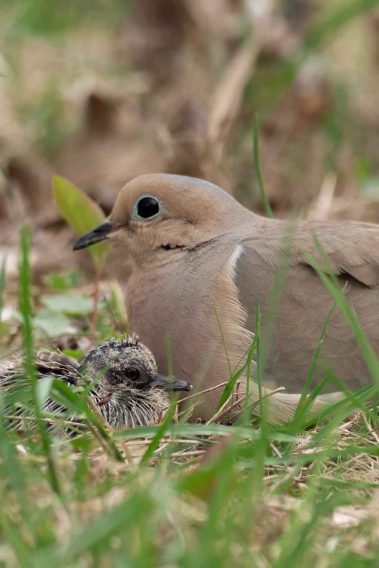 Mourning Doves