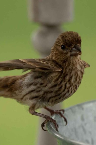 Young House Finch Fledgling