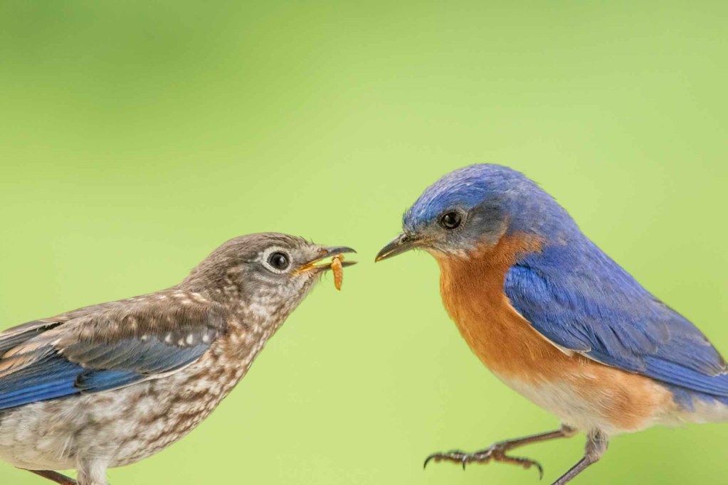 Eastern Bluebird Family