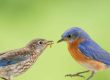 Eastern Bluebird Family