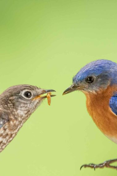 Eastern Bluebird Family