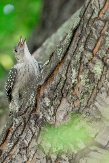 Young Red-bellied Woodpecker