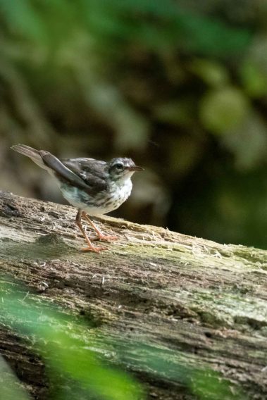 Young Louisiana Waterthrush