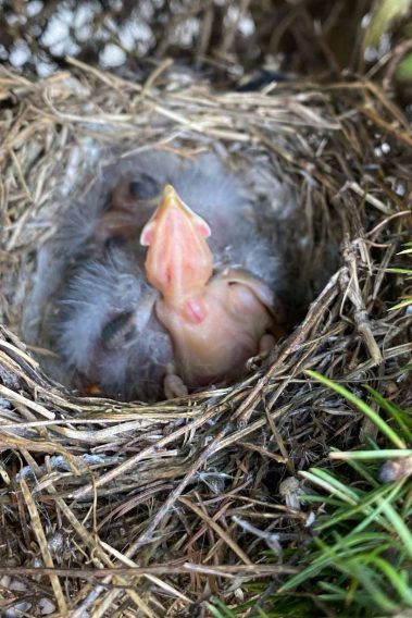 Robin Nestlings