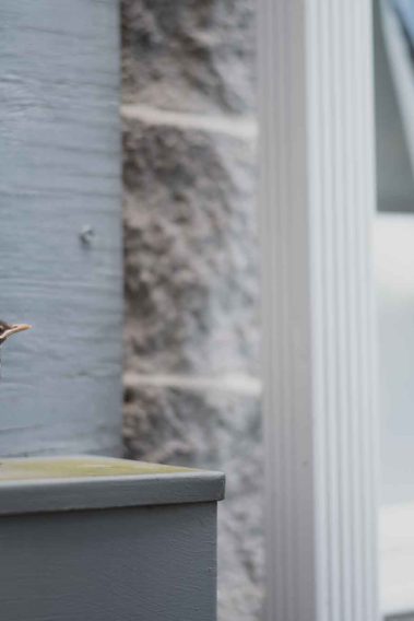 Young Robin Fledgling