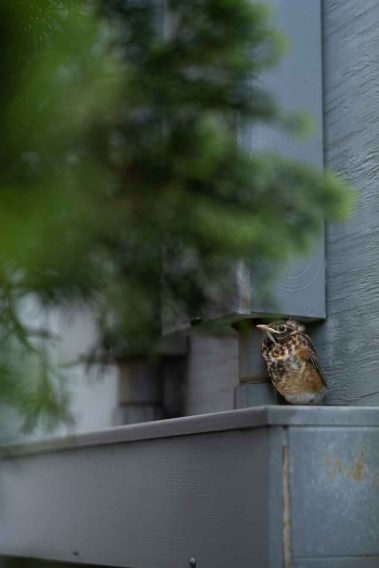 Young Robin Fledgling